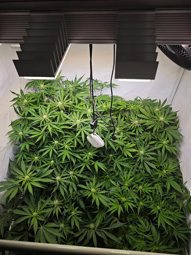 Growreport Bild 48