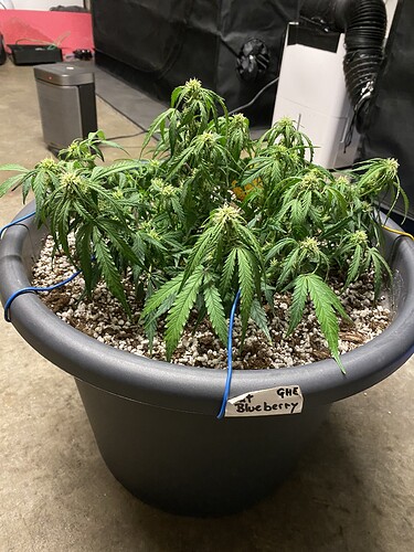 Growreport Bild 11