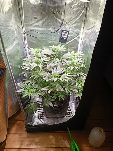Growreport Bild 3