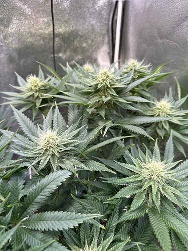 Growreport Bild 56