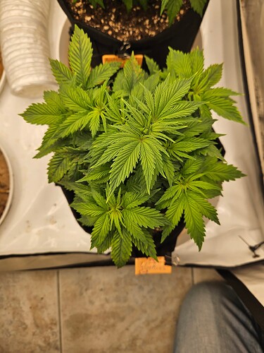 Growreport Bild 35