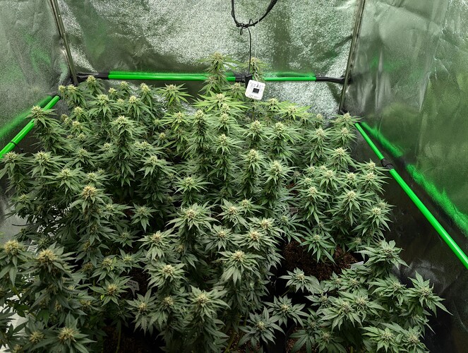 Growreport Bild 16