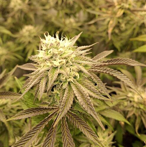 Growreport Bild 1