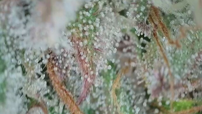 Growreport Bild 51
