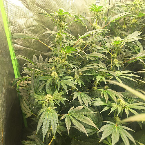 Growreport Bild 9