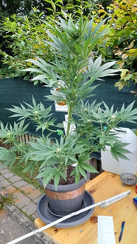 Growreport Bild 3