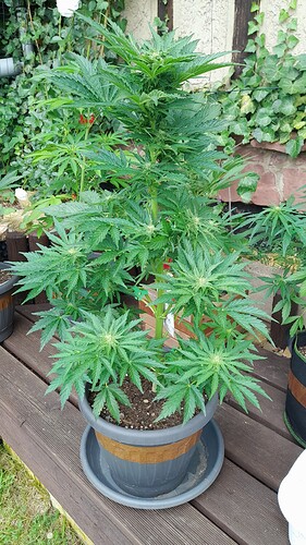 Growreport Bild 6
