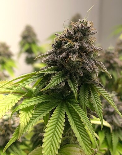 Growreport Bild 4