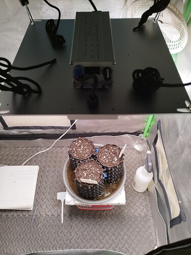 Growreport Bild 3