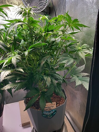 Growreport Bild 1