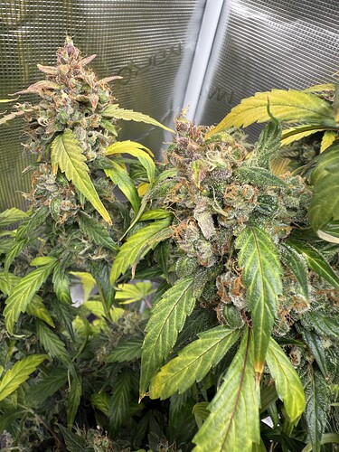 Growreport Bild 4