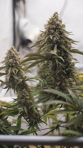 Growreport Bild 8