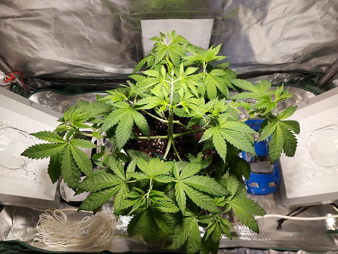 Growreport Bild 3