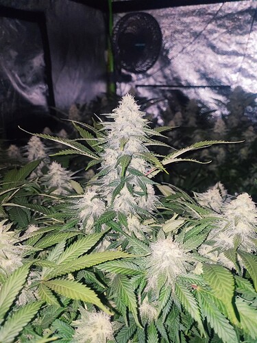 Growreport Bild 38
