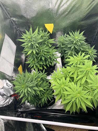 Growreport Bild 2