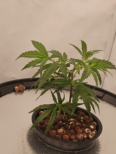 Growreport Bild 37
