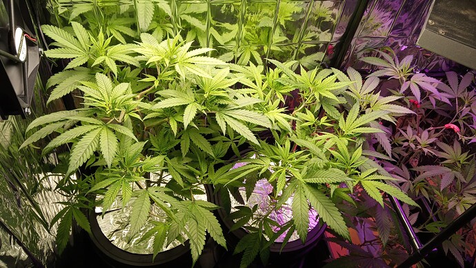 Growreport Bild 13