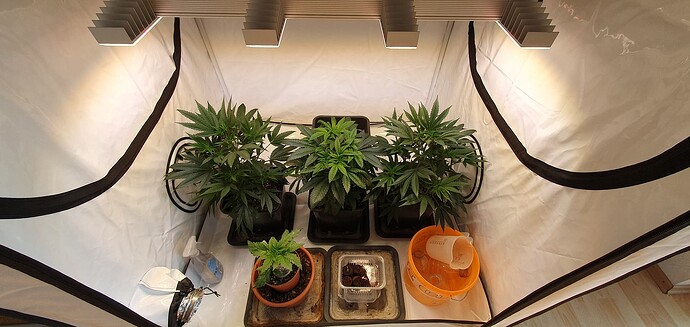 Growreport Bild 1