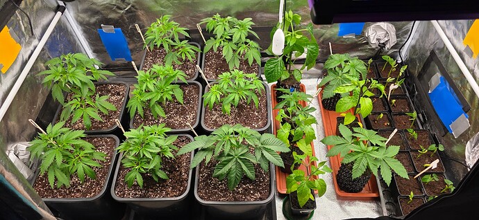 Growreport Bild 9
