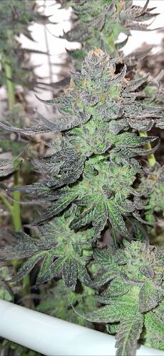 Growreport Bild 5