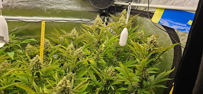 Growreport Bild 3