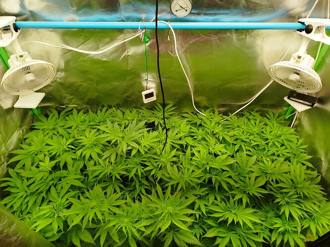 Growreport Bild 6