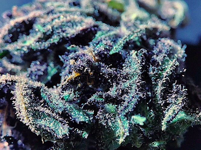 Growreport Bild 2