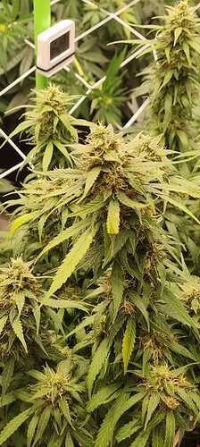 Growreport Bild 31