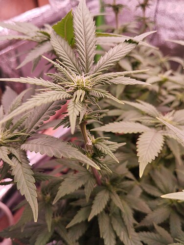 Growreport Bild 4