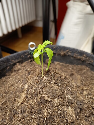 IMG_20240504_193219356