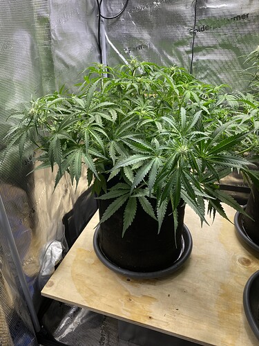 Growreport Bild 31