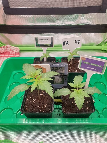 Growreport Bild 1