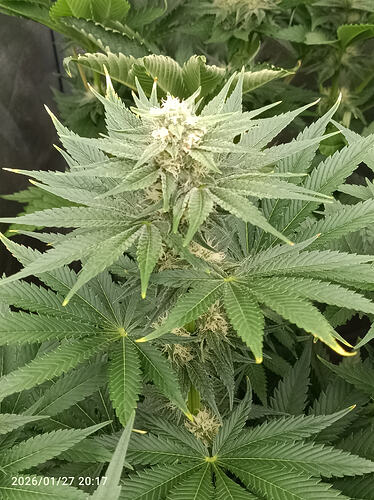 Growreport Bild 14