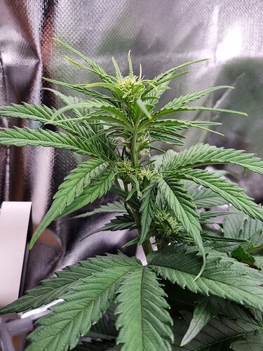 Growreport Bild 3