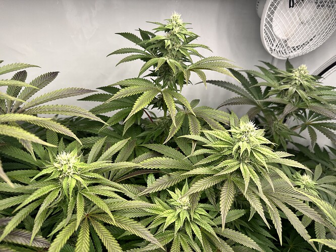 Growreport Bild 30
