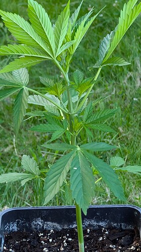 PXL_20240628_053413319