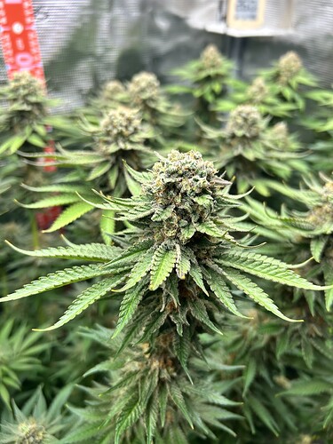 Nahaufnahme eines blühenden Cannabis-Buds mit sichtbaren Trichomen und ersten violetten Verfärbungen an den Blättern.