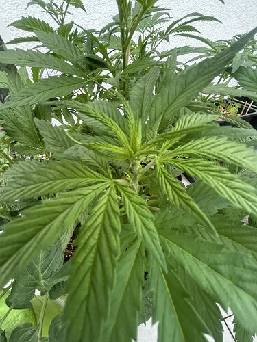 Growreport Bild 11