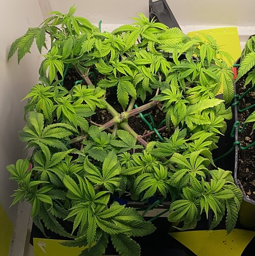 Growreport Bild 14