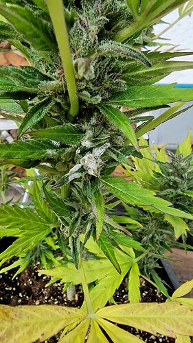 Growreport Bild 6