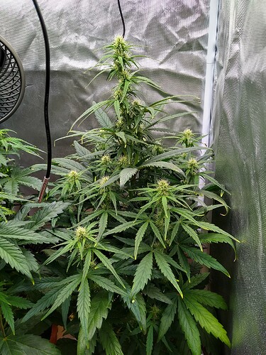 IMG_20240519_112043084_HDR