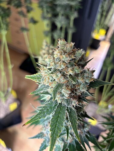 Growreport Bild 62