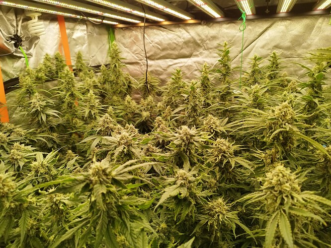 Mehrere blühende Cannabispflanzen unter LED-Wachstumslichtern in einer Growbox.