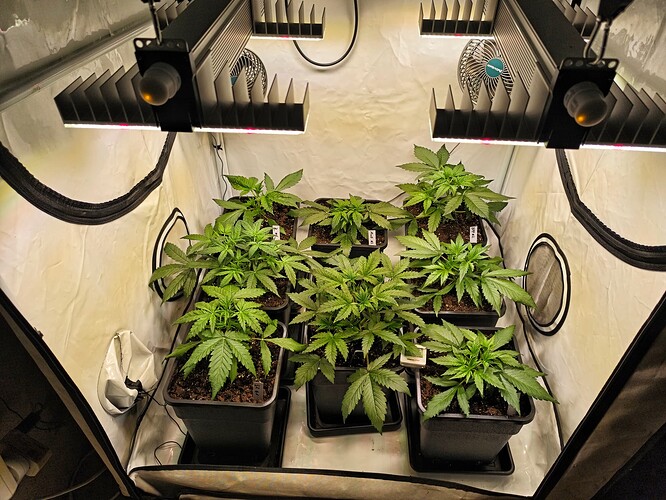 Growreport Bild 1