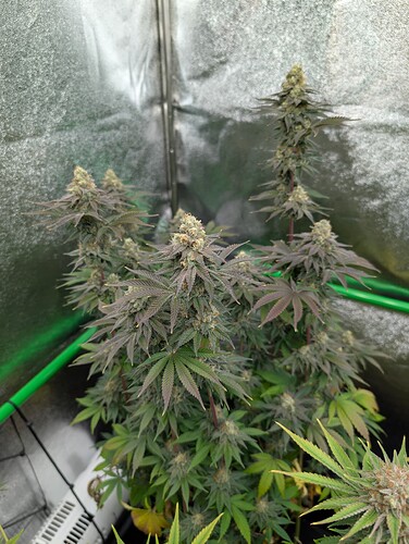 Growreport Bild 6