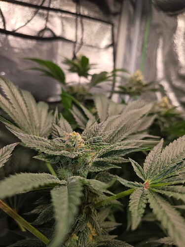 Growreport Bild 2