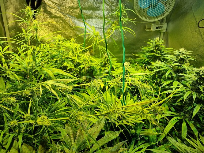 Mehrere Cannabis-Pflanzen in der Blütephase in einem Growzelt, beleuchtet von einer Lampe, mit einem Ventilator im Hintergrund.