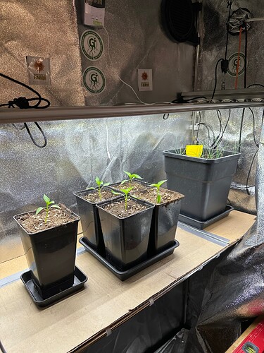 Growreport Bild 51