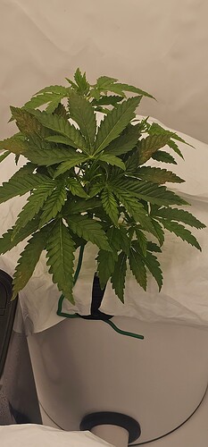 Growreport Bild 3