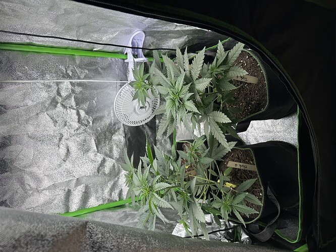 Zwei Cannabispflanzen in einem Growzelt, beide mit einem 'Triple G' Etikett versehen.
